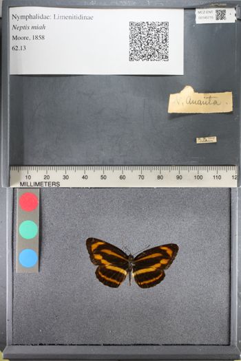 Media type: image;   Entomology 145715